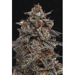 Orange Oreoz