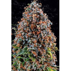 Criticalz Kush