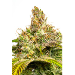JYM's Blue Moon