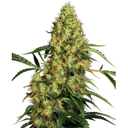 Mexican SativaR