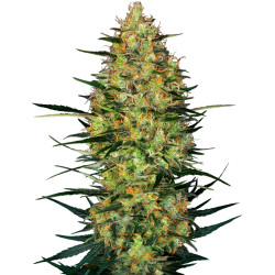 Caramellow Kush Automatic