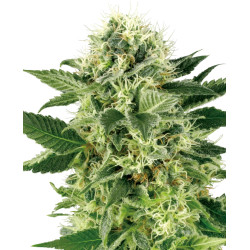 Northern LightsR