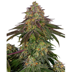 Sweet Cherry KushR