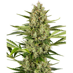 Jack Herer Auto
