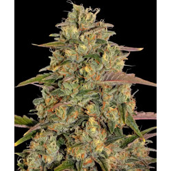 Amnesia Lemon