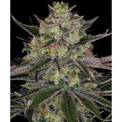 Gorilla Zkittlez