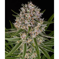 Lemon Haze Auto