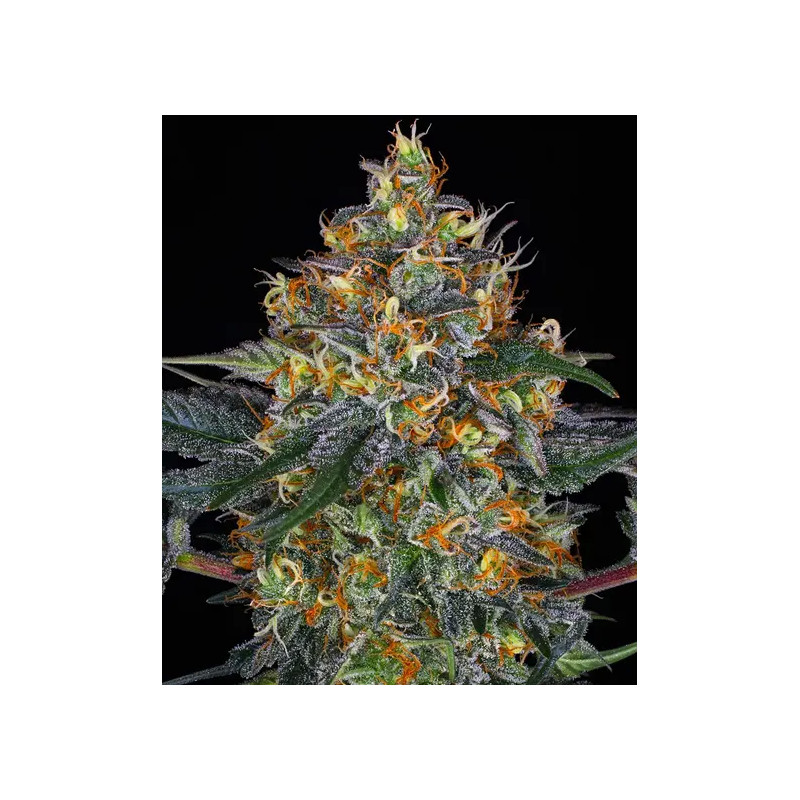 Moby Dick Auto