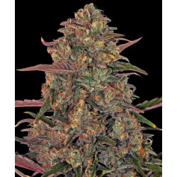 Pineapple Chunk