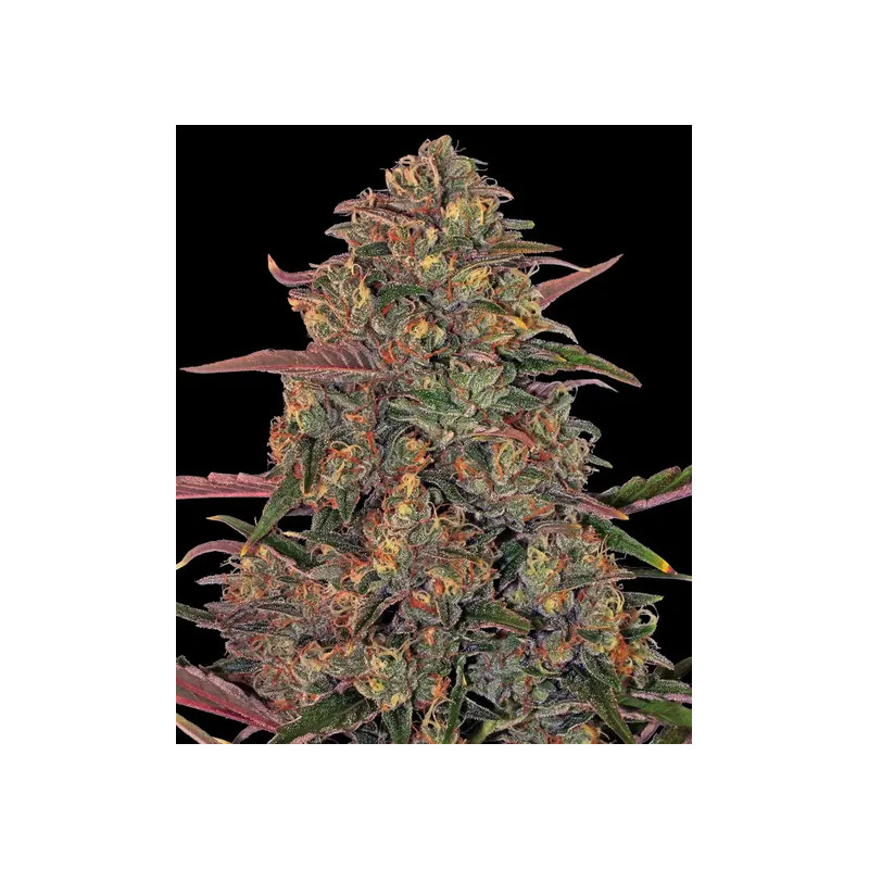 Pineapple Chunk