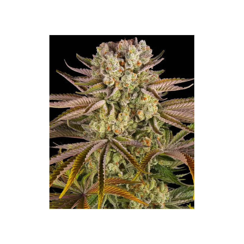 Pineapple Express