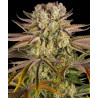 Pineapple Express