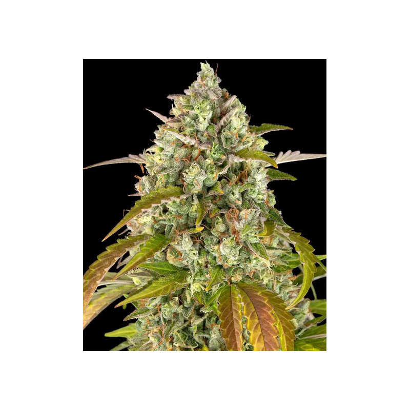 Pineapple Express Auto