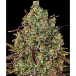 Tangerine Dream