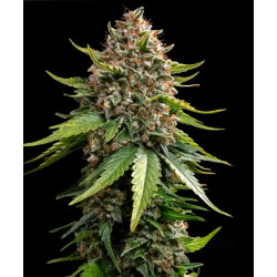 White Widow XXL Auto