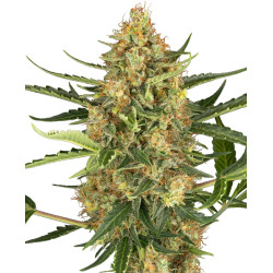 Blueberry Bubblegum Auto