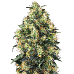 Super Skunk AutomaticR