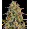 Amnesia Lemon