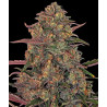 Pineapple Chunk