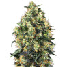 Super Skunk AutomaticR