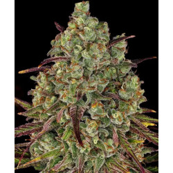 Tangerine Dream